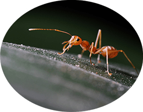 Red Ant — Pest Control in Metford, NSW