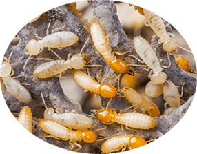 Termites Colony — Pest Control in Metford, NSW